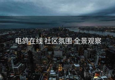 电鸽在线 社区氛围 全景观察